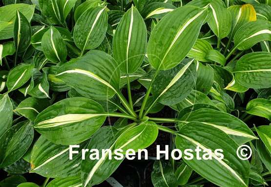 Hosta Paradise Bikini